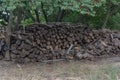 A woodpile is stacked among the trees