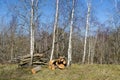 Woodpiles on the ground Royalty Free Stock Photo