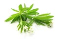 Woodruff Royalty Free Stock Photo