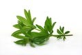 Woodruff Royalty Free Stock Photo