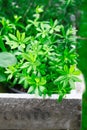 Woodruff Royalty Free Stock Photo