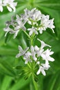 Woodruff Royalty Free Stock Photo