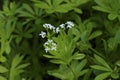Woodruff with flowers on the forest floor at harvest time in May, in spring, Royalty Free Stock Photo