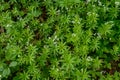 Woodruff - galium odoratum, blooming herbs