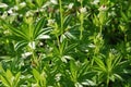 Woodruff (Galium odoratum)