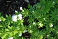 Woodruff (Galium odoratum)