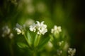 Woodruff (Galium odoratum) - white flowers