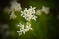 Woodruff (Galium odoratum) - white flowers