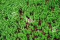 Woodruff growth on forest floor in spring