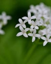 Woodruff - healing herbs - galium odoratum