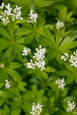 Woodruff - healing herbs - galium odoratum