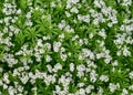 Woodruff - healing herbs - galium odoratum Royalty Free Stock Photo