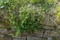 Woodruff plant growing on  wall at the edge of the forest Royalty Free Stock Photo