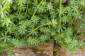 Woodruff plant growing on  wall at the edge of the forest Royalty Free Stock Photo