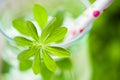 Woodruff punch Royalty Free Stock Photo