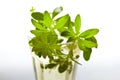 Woodruff Punch Royalty Free Stock Photo
