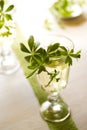 Woodruff Punch Royalty Free Stock Photo