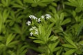 Woodruff with flowers on the forest floor at harvest time in May, in spring, Royalty Free Stock Photo