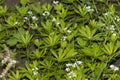 Woodruff with flowers on the forest floor at harvest time in May, in spring, Royalty Free Stock Photo