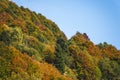 Woods in autumn, natural patterns and background Royalty Free Stock Photo