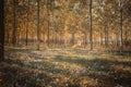 Woods in the Autumn time Royalty Free Stock Photo