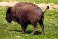 A woods bison having a pee