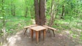 In the woods is a clearing for recreation and picnics. There are homemade wooden benches and a table near a pine tree. There are b