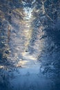 Woods covered in snow