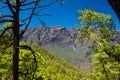 The woods Cumbrecita mountains in the Caldera de taburiente national park Royalty Free Stock Photo