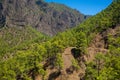 The woods Cumbrecita mountains in the Caldera de taburiente national park Royalty Free Stock Photo