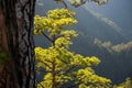 The woods Cumbrecita mountains in the Caldera de taburiente national park Royalty Free Stock Photo