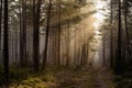 In the woods the early morning sun with its warm sunlight Royalty Free Stock Photo