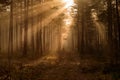In the woods the early morning sun with its warm sunlight Royalty Free Stock Photo