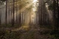 In the woods the early morning sun with its warm sunlight Royalty Free Stock Photo