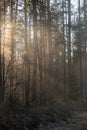 in the woods the early morning sun tries to touch the soft forest moss with its warm sunbeams breaking through tree Royalty Free Stock Photo