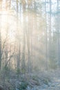 in the woods the early morning sun tries to touch the soft forest moss with its warm sunbeams breaking through tree Royalty Free Stock Photo