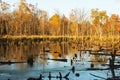 Woods in early winter where beavers have been cutting down trees to build a beaver dam - Yellow trees reflecting in water littered