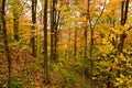 The Woods in the Fall