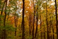 The Woods in the Fall