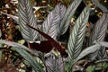 The beautiful leaves of Ctenanthe setosa