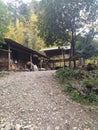 Woods, cabins in the mountains.