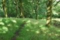 Woods forest tree walk shade