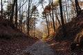 In the woods in full autumn. Trentino Alto Adige. Italy Royalty Free Stock Photo