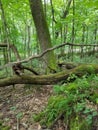 Woods Greenery and Furns