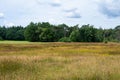 Woods and heather landscape in summer at the Netherlands Royalty Free Stock Photo