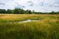 Woods and heather landscape in summer at the Netherlands Royalty Free Stock Photo