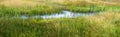 Woods and heather landscape in summer at the Netherlands Royalty Free Stock Photo