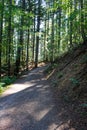 Woods in italy, abetone, bosco in Italia, toscans Royalty Free Stock Photo