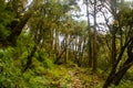 The woods of Langtang National Park