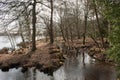 Woods at Leersumse Velds